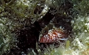 Rosy Blenny - Malacoctenus macropus 