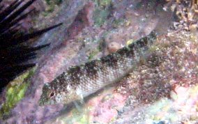 Rosy Blenny - Malacoctenus macropus 