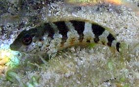 Saddled Blenny