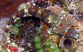 Saddled Blenny - Malacoctenus triangulatus