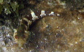 Saddled Blenny - Malacoctenus triangulatus