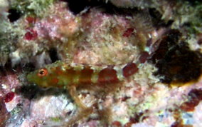 Saddled Blenny - Malacoctenus triangulatus