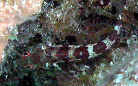 Saddled Blenny - Malacoctenus triangulatus