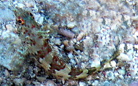 Saddled Blenny - Malacoctenus triangulatus