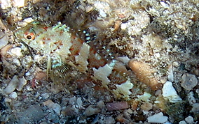 Saddled Blenny - Malacoctenus triangulatus