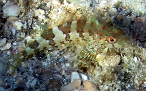 Saddled Blenny - Malacoctenus triangulatus