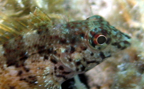 Saddled Blenny - Malacoctenus triangulatus