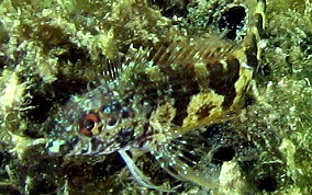 Saddled Blenny - Malacoctenus triangulatus