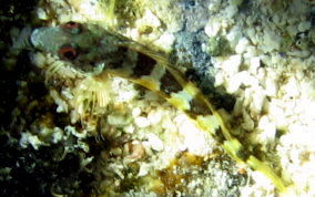 Saddled Blenny - Malacoctenus triangulatus