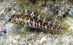 Seaweed Blenny - Parablennius marmoreus