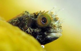 Secretary Blenny - Acanthemblemaria maria