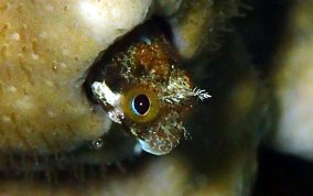 Secretary Blenny - Acanthemblemaria maria