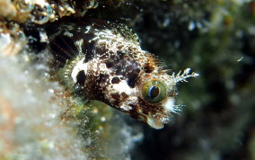 Secretary Blenny - Acanthemblemaria maria