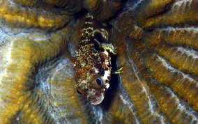 Secretary Blenny - Acanthemblemaria maria