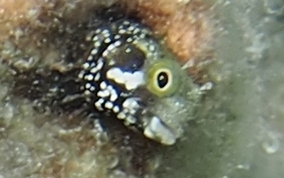 Secretary Blenny - Acanthemblemaria maria