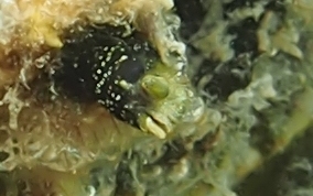 Secretary Blenny - Acanthemblemaria maria