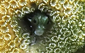 Secretary Blenny - Acanthemblemaria maria