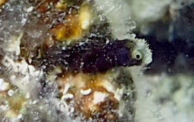 Spinyhead Blenny - Acanthemblemaria spinosa