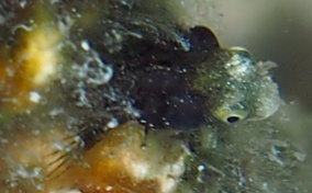 Spinyhead Blenny - Acanthemblemaria spinosa