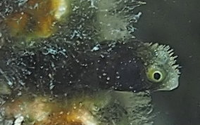 Spinyhead Blenny - Acanthemblemaria spinosa