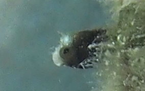 Spinyhead Blenny - Acanthemblemaria spinosa