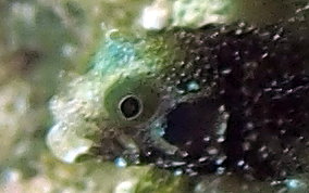 Spinyhead Blenny - Acanthemblemaria spinosa