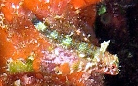 Triplefin Blenny - Enneanectes sp.