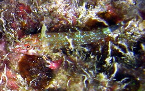 Triplefin Blenny - Enneanectes sp.