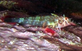 Triplefin Blenny - Enneanectes sp.