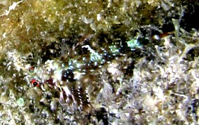 Triplefin Blenny - Enneanectes sp.