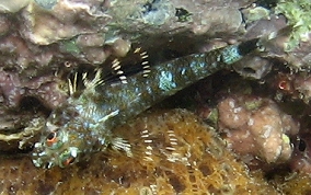 Triplefin Blenny