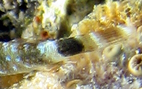 Triplefin Blenny - Enneanectes sp.