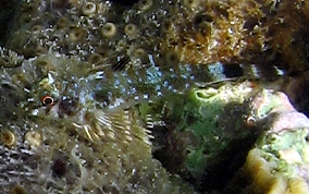 Triplefin Blenny - Enneanectes sp.