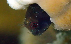 Twinhorn Blenny - Coralliozetus cardonae