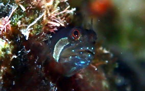 Twinhorn Blenny - Coralliozetus cardonae