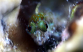 Twinhorn Blenny - Coralliozetus cardonae