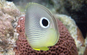 Four Eye Butterflyfish - Chaetodon capistratus 