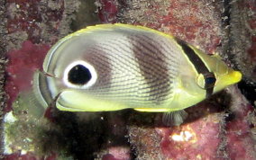 Four Eye Butterflyfish - Chaetodon capistratus 