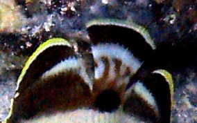 Banded Butterflyfish - Chaetodon striatus