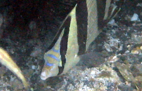 Banded Butterflyfish - Chaetodon striatus