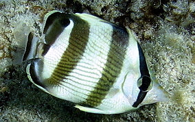 Banded Butterflyfish - Chaetodon striatus