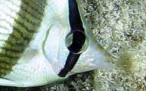 Banded Butterflyfish - Chaetodon striatus