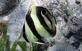 Banded Butterflyfish - Chaetodon striatus