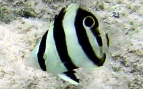 Banded Butterflyfish - Chaetodon striatus