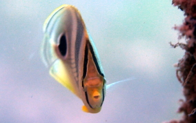 Four Eye Butterflyfish - Chaetodon capistratus 