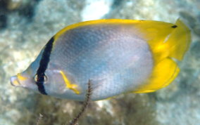 Spotfin Butterflyfish - Chaetodon ocellatus