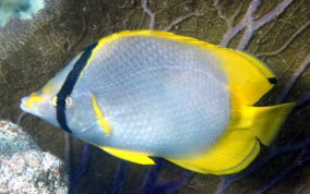 Spotfin Butterflyfish - Chaetodon ocellatus