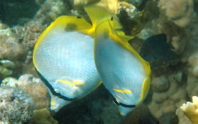 Spotfin Butterflyfish - Chaetodon ocellatus