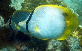 Spotfin Butterflyfish - Chaetodon ocellatus