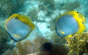 Spotfin Butterflyfish - Chaetodon ocellatus